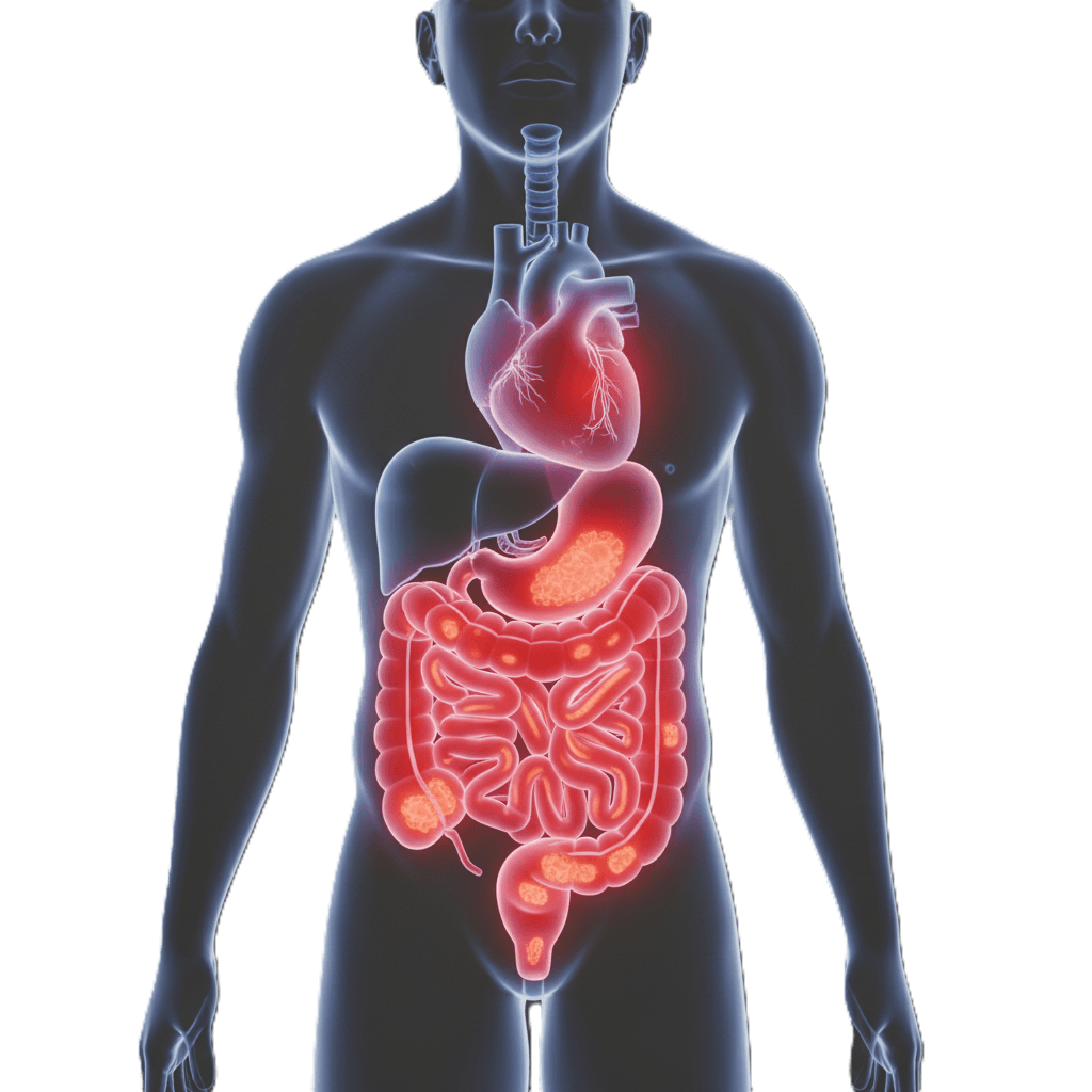 Ilustración del sistema digestivo y órganos relacionados